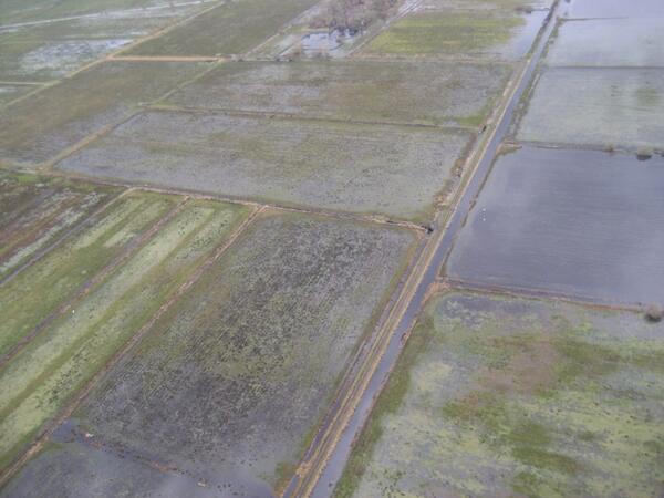 Flooded farmland on the Somerset Levels, February 2014. Photo: Environment Agency