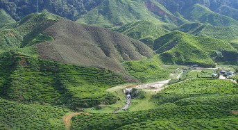 One Million Trees for the Cameron Highlands, Malaysia