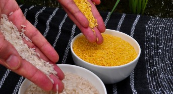 Flood Resistant Rice Tested in Thailand