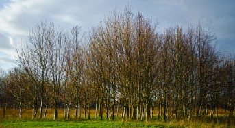 UK – Plans to Plant 50 Million Trees to Help Mitigate Flooding