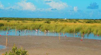 Changes in Rainfall and Temperature Could Transform World’s Coastal Wetlands