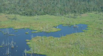 USA – Louisiana Wetlands Struggling With Sea-Level Rise 4 Times the Global Average