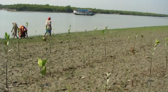 As Tides Rise, Indian Villagers Find a Friend in Mangroves