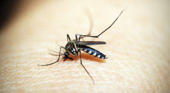 After the Floods Come the Mosquitoes – but the Disease Risk Is More Difficult to Predict
