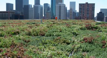 Green Roofs Improve the Urban Environment – So Why Don’t All Buildings Have Them?