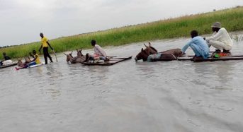 Nigeria – Worst Flooding in 7 Years in Borno and Adamawa, Says UN